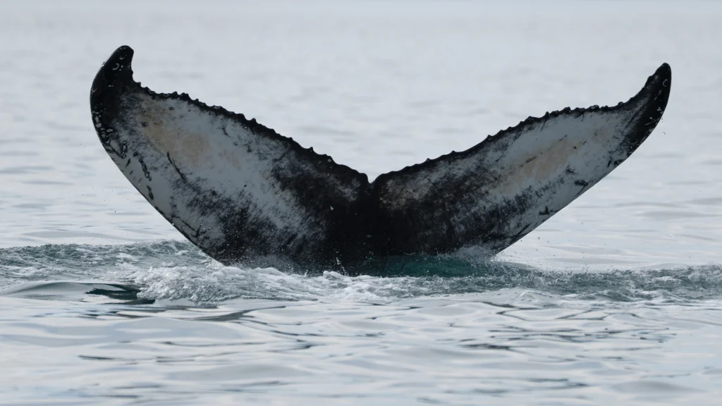 Ballenas_Islandia_6
