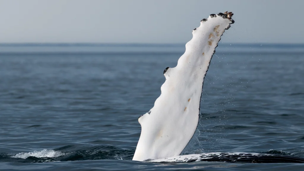 Ballenas_Islandia_7
