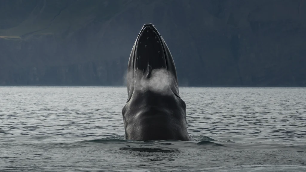 Ballenas_Islandia_8