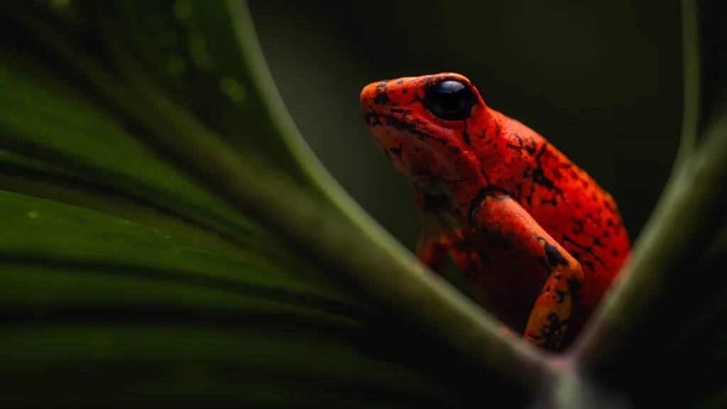 Oophaga sylvatica (Diablito)