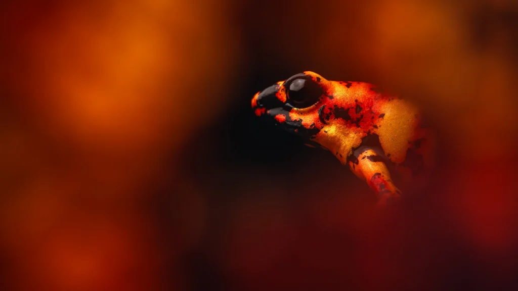 Oophaga sylvatica (Diablito)