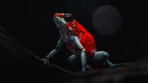 Oophaga sylvatica (Diablito)