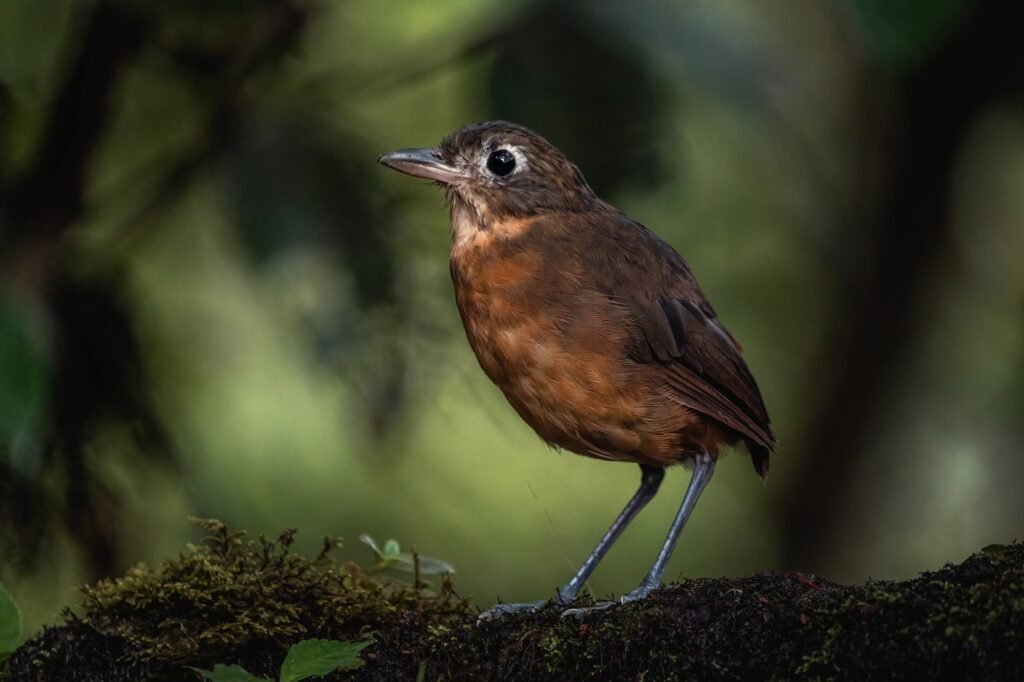 plain-backed-antpitta