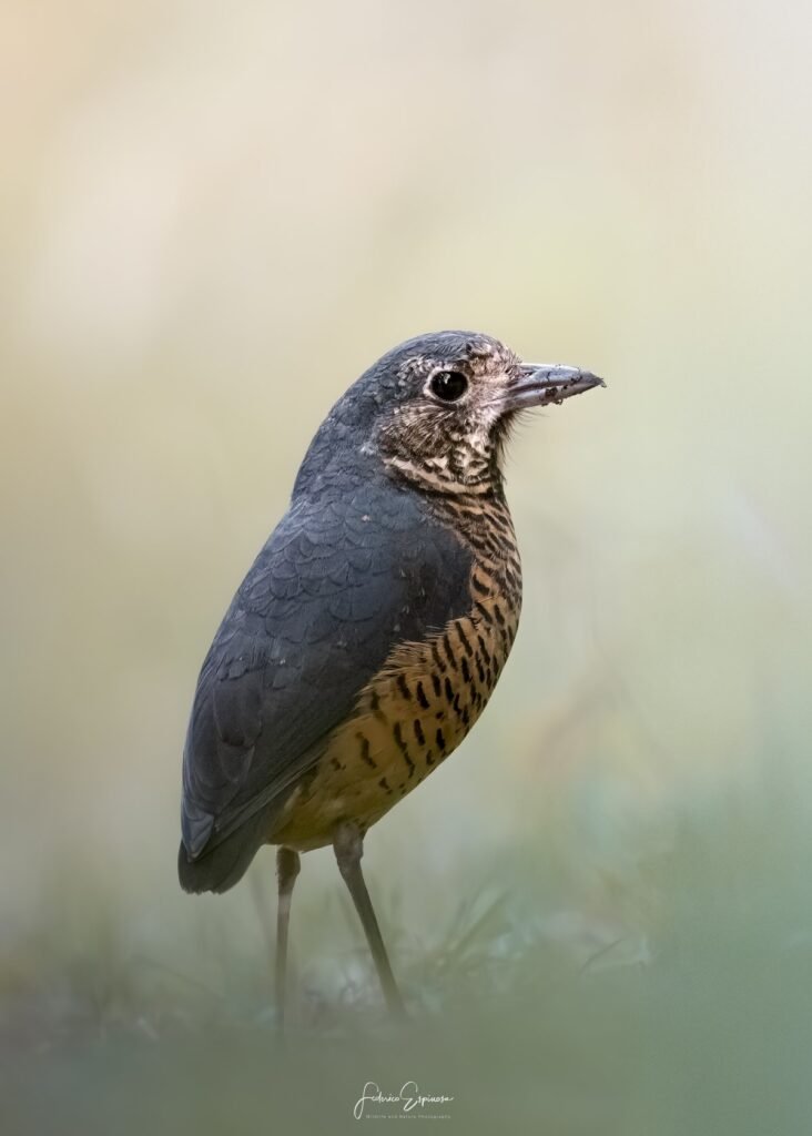 undulated-antpitta